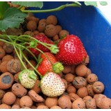 Strawberries in kid's barrel system